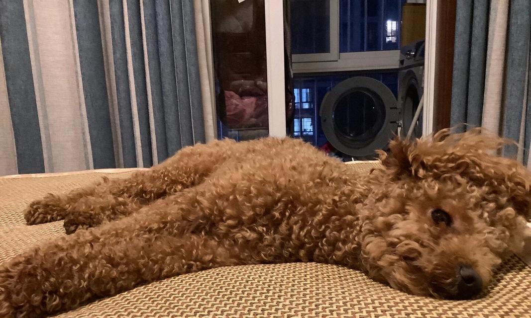 养泰迪犬，狗粮何时为主？（掌握喂食时间，打造健康泰迪宝宝）
