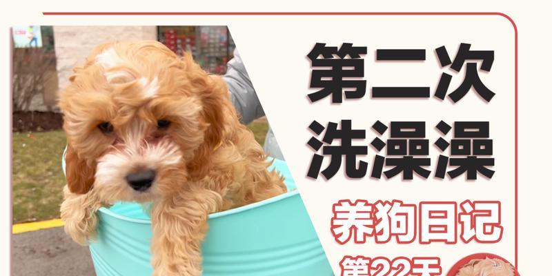 狗怀孕了什么时候可以洗澡？（狗怀孕期间的洗澡时间和注意事项）