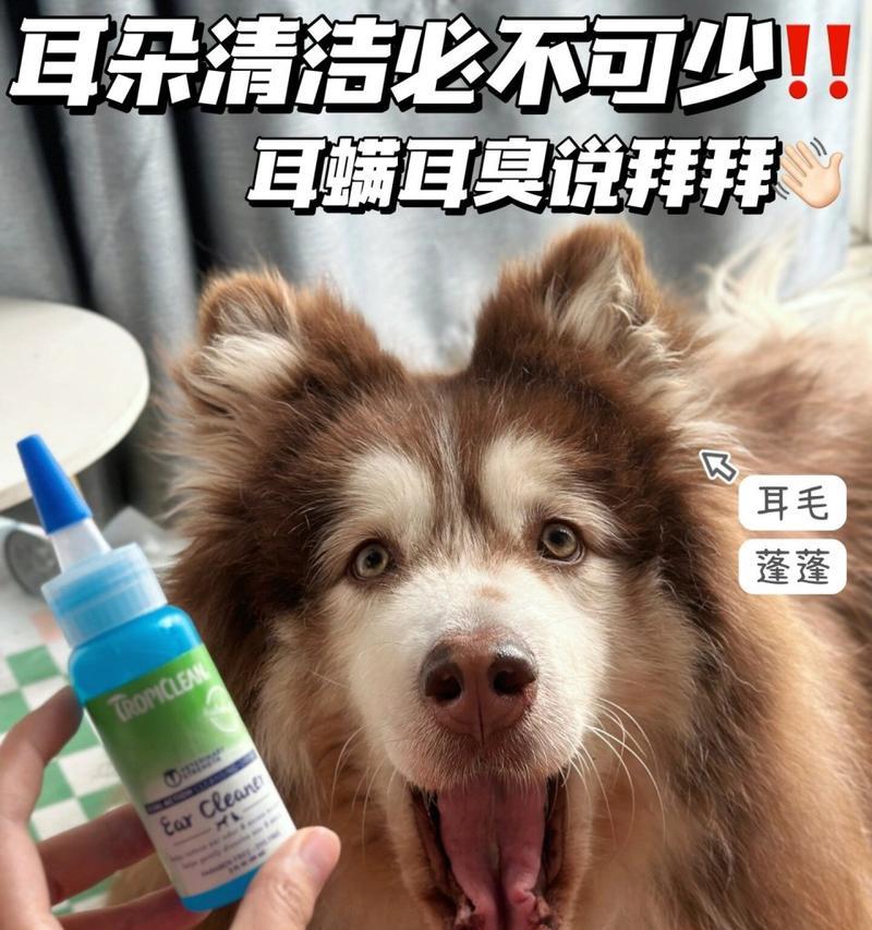 狗狗耳螨（狗狗耳螨的症状、传播途径、治疗方法和预防措施）