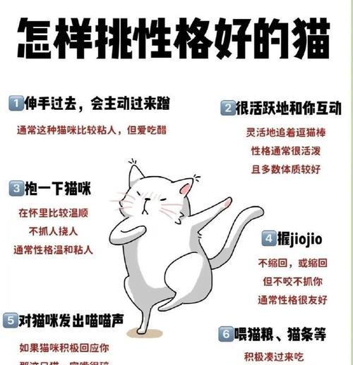 养猫必备（为了给猫咪提供一个舒适的家，这些准备工作必不可少）