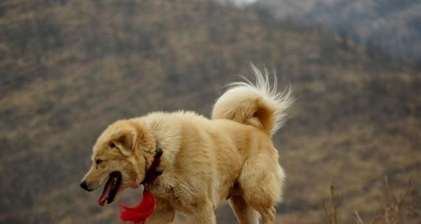 探索土狗幼犬的独特特征（了解土狗幼犬的外貌、性格和健康状况）