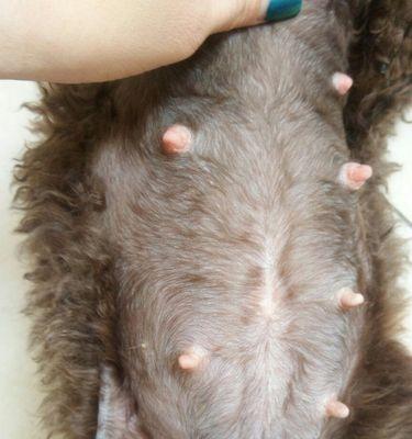 泰迪犬的怀孕周期及注意事项（了解泰迪犬的繁殖特点，为繁殖做好准备）