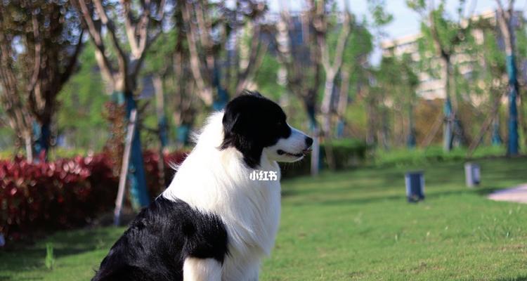 宠物幼犬的带出时间和注意事项（幼犬带出时间表和养护要点，）