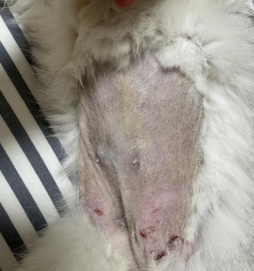 猫的皮肤上的黑点是什么？（探究猫身上黑点的成因及处理方法）