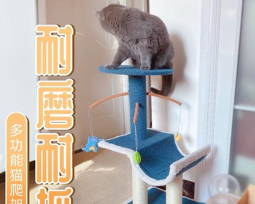 选择合适的猫爬架，让小猫活动更自由（从小猫的习性出发，选择适合的猫爬架）