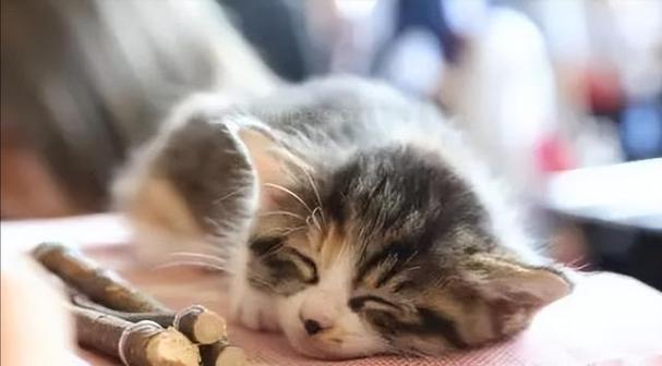 猫的呼噜声的意义与解读（用呼噜声沟通——了解猫咪内心世界的窗口）