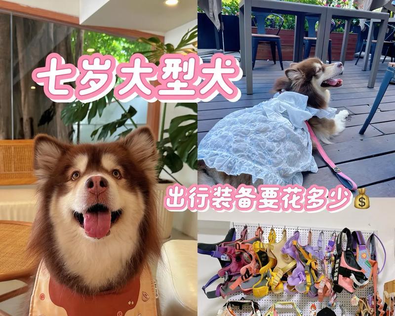 宠物狗的取名之道——以花狗应该取什么名字呢？（解读以花狗取名的意义和方法，让你的宠物更与众不同。）