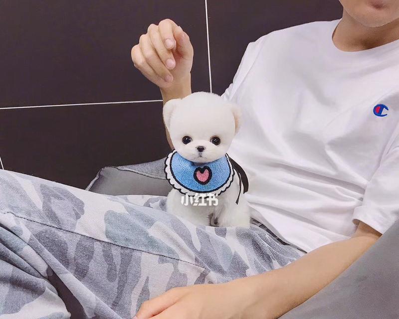 以俊介为主题的文章——才华横溢的青年偶像（颠覆传统标签，创造个人风格）
