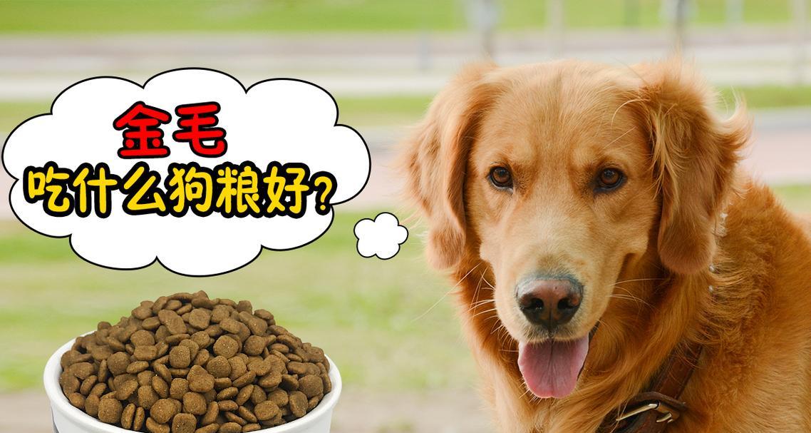 3个月大金毛的饮食需求（为您解答金毛幼犬饲养中的饮食问题）