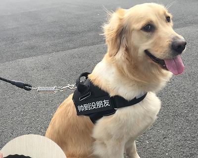 淘宝购买狗的全程指南（了解淘宝购买狗的流程和注意事项）