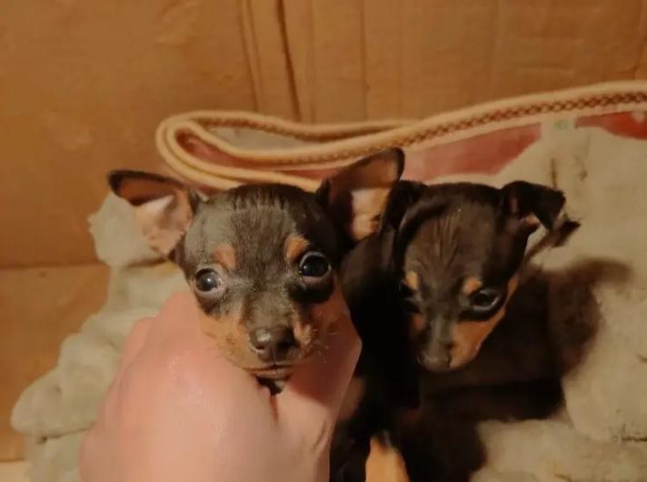 小鹿犬的疫苗接种指南（了解小鹿犬的疫苗接种时间、种类及重要性）