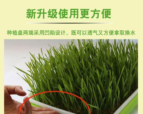 猫为什么吐绿色的东西（解析猫吐绿色物体的原因与处理方法）