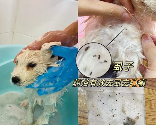 萨摩幼犬驱虫禁用药物及推荐药物剂型（针对萨摩幼犬驱虫需谨慎选择药物，推荐使用口服药片治疗）