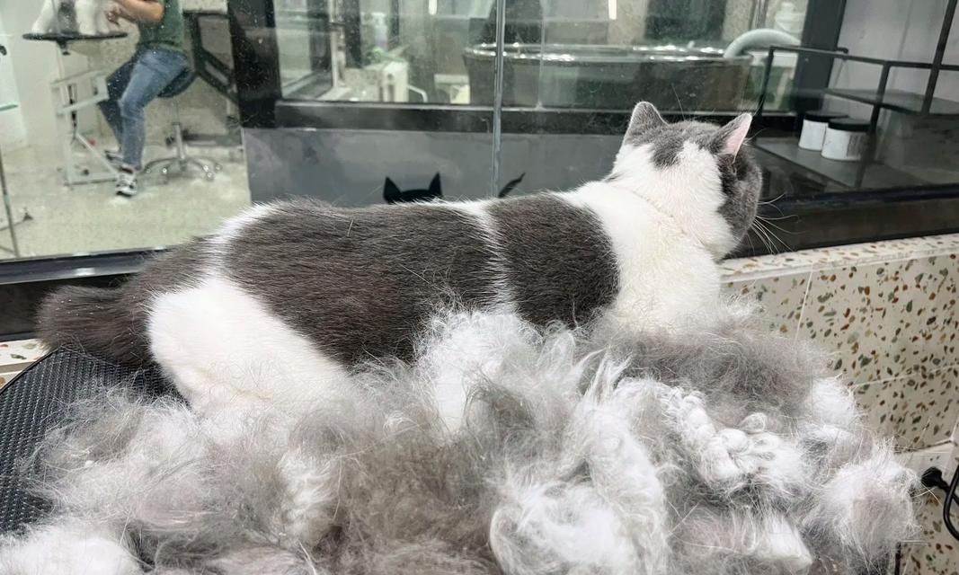 猫掉胎毛的原因及解决办法（揭秘猫咪为何频繁掉毛，学会正确护理你的爱宠）