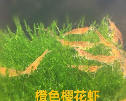 宠物虾子的饮食指南（健康成长的关键是科学饮食）