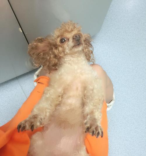 泰迪流产后的常见症状及处理方法（了解泰迪流产后的身体变化，提前做好照顾和康复工作）