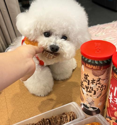 比熊幼犬的适宜食物选择（为你的比熊幼犬提供健康的饮食）