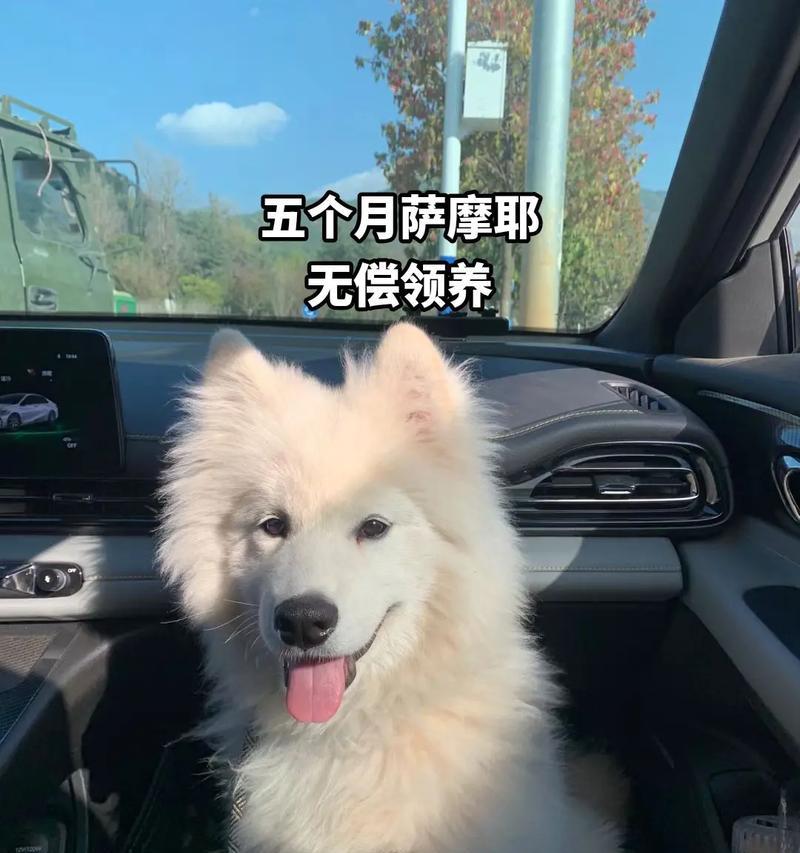 萨摩耶五个月的饮食需求和建议（了解如何为你的萨摩耶宠物提供均衡和适当的饮食）