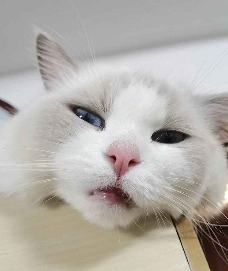 初为猫妈妈，该给刚生的小猫猫吃什么？（一切从营养出发，科学喂养小猫猫）