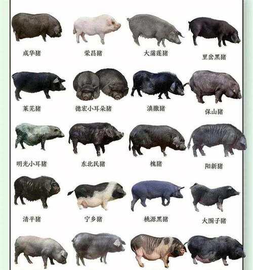 探寻美味佳肴——优质猪肉品种的选择（以味蕾为主导，尽享美食盛宴）