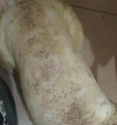 金毛老的皮肤病治疗方法及药物推荐（了解金毛老的皮肤病治疗药物选择，帮助宠物恢复健康）