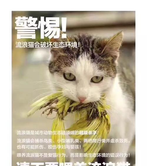 大猫为何不再要小猫？（探究大猫对小猫的态度转变原因）