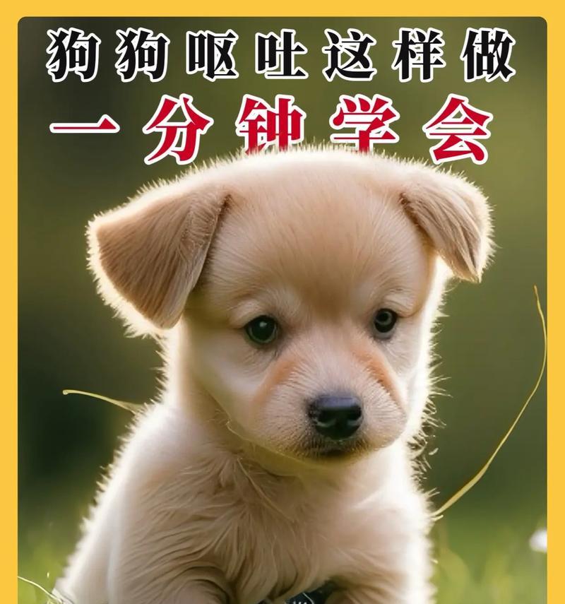 狗狗呕吐后的注意事项（保持观察，及时处理，宠物健康）