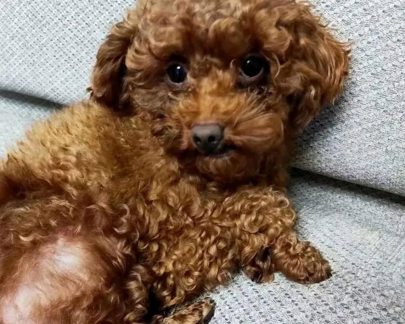 泰迪狗（探索泰迪狗的独特魅力和最大特点）