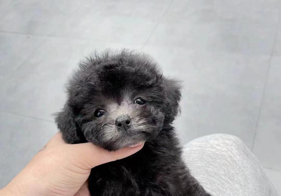 泰迪月经的特点及管理方法（揭秘泰迪宠物的月经周期和保健技巧）