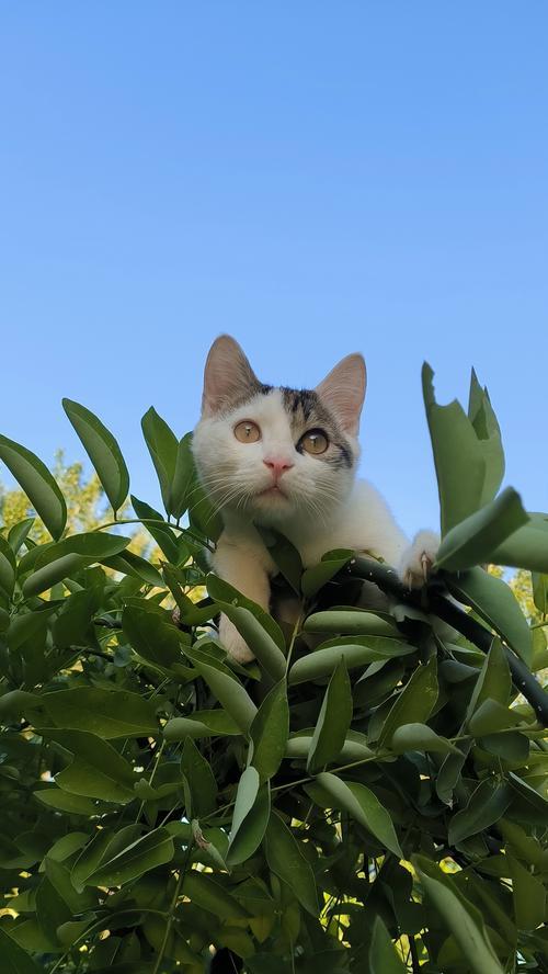 探索猫鼻子颜色之迷（揭秘猫鼻子颜色的奥秘）