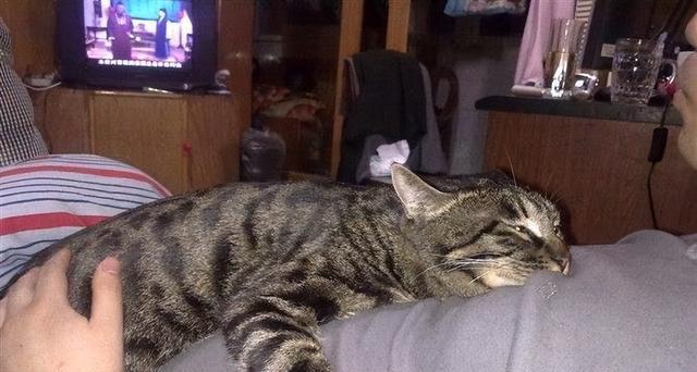 猫为何怕主人？（探究猫咪害怕主人的原因及解决方法）