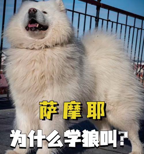 萨摩耶掉毛的原因分析（为什么萨摩耶会大量掉毛？）
