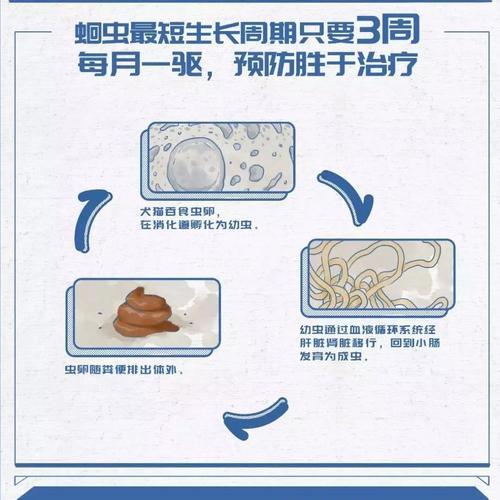 金毛宠物禁食与禁用药物指南（谨慎选择食物和药物，让金毛宠物健康成长）