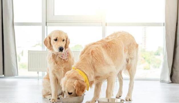 小金毛犬不能吃什么（了解小金毛犬的食物禁忌，保护它们的健康）