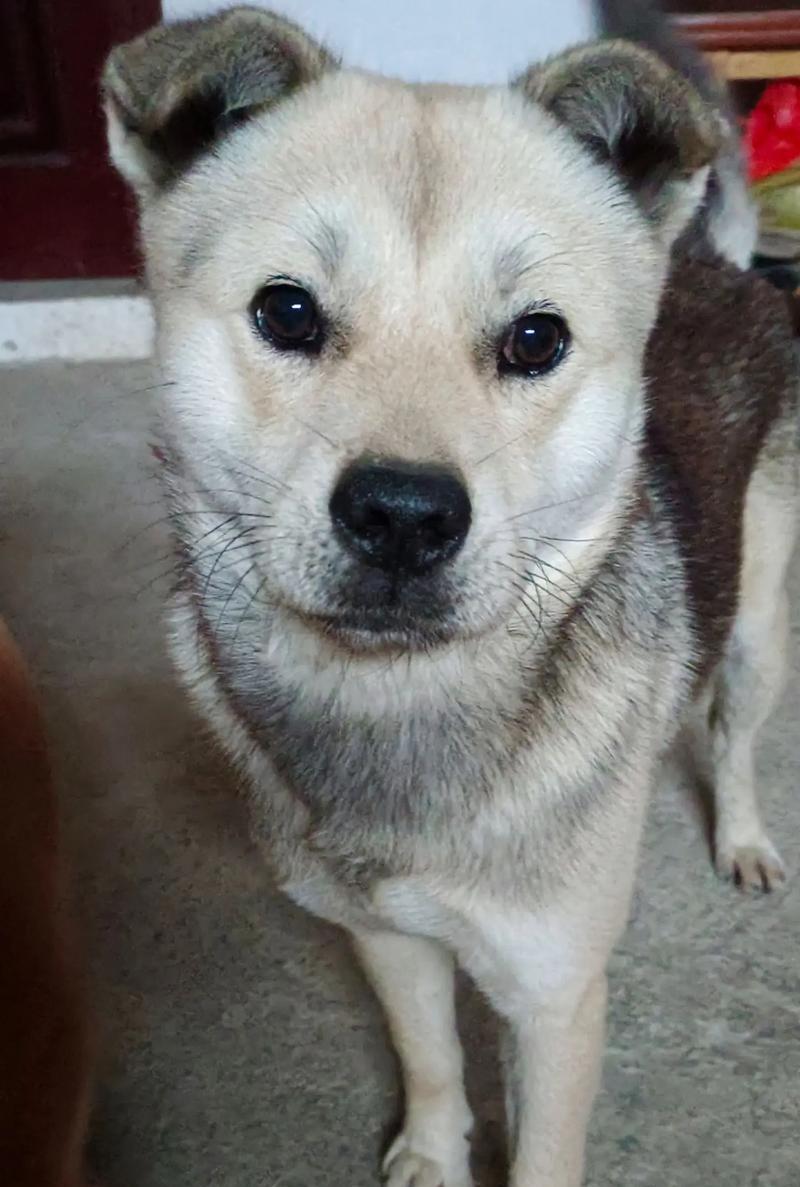以血液搜寻犬（揭开血液搜寻犬的神秘面纱，解密搜寻任务的秘密）