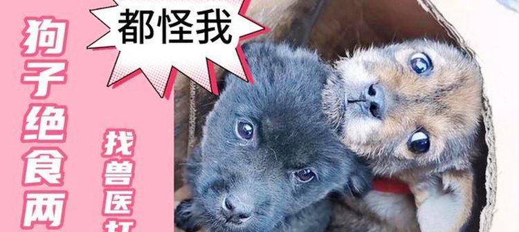 狗为什么会绝食？（探索狗绝食的原因和解决方法）