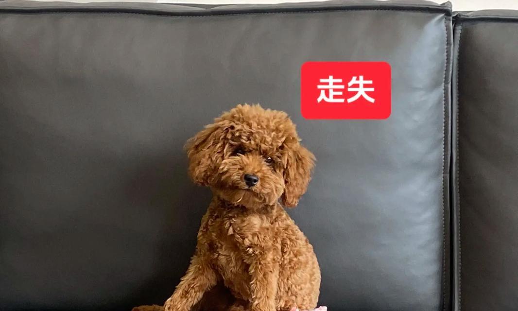 泰迪毛的特别干之谜（揭秘泰迪毛为何特别干燥的原因）