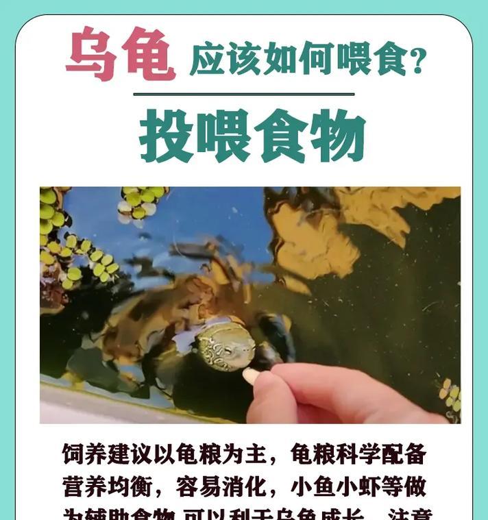 乌龟的食物与饮食习性（了解乌龟的食物需求，营造健康饮食环境）