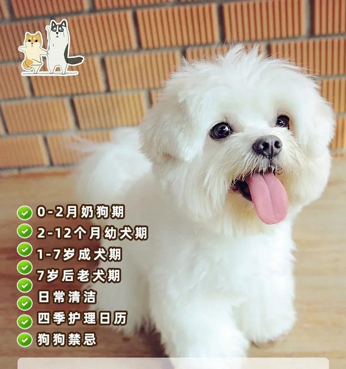 小奶狗喝什么好处？（解析小奶狗饮食对健康的重要性）