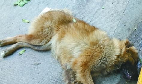 如何延缓狗的慢性死亡（探索照顾老狗的关键，为你的宠物提供长寿的秘诀）