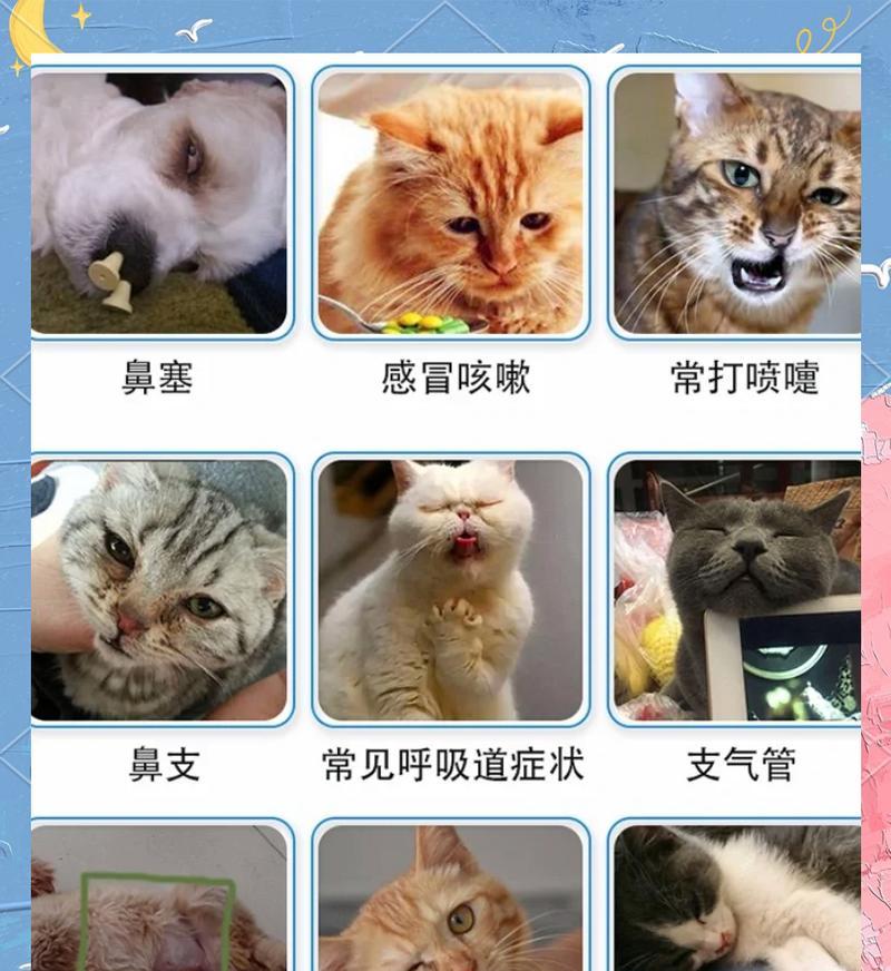 幼猫感冒的症状与治疗方法（了解幼猫感冒的表现及预防措施）
