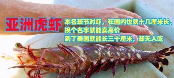 以大狗虾叫什么名字？（探寻大狗虾的学名及原因）