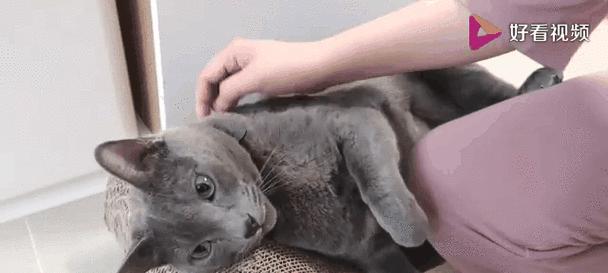 猫咪为何不喜欢被碰屁股？（揭秘猫咪神秘的屁股守护行为）