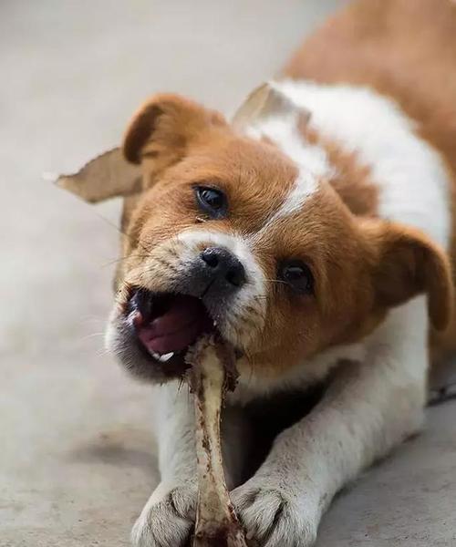 狗狗骨头断了，吃什么肉才好？（了解狗狗的肉类食物需求，维持健康饮食。）