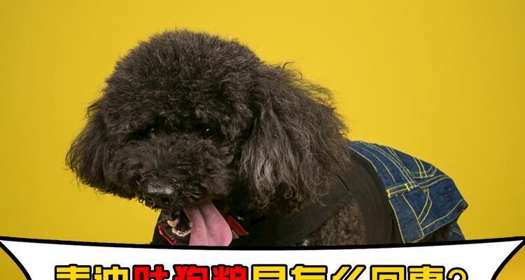 泰迪幼犬的饮食及呕吐现象详解（探究幼犬食物选择与消化问题，了解泰迪幼犬饮食引发的呕吐原因）