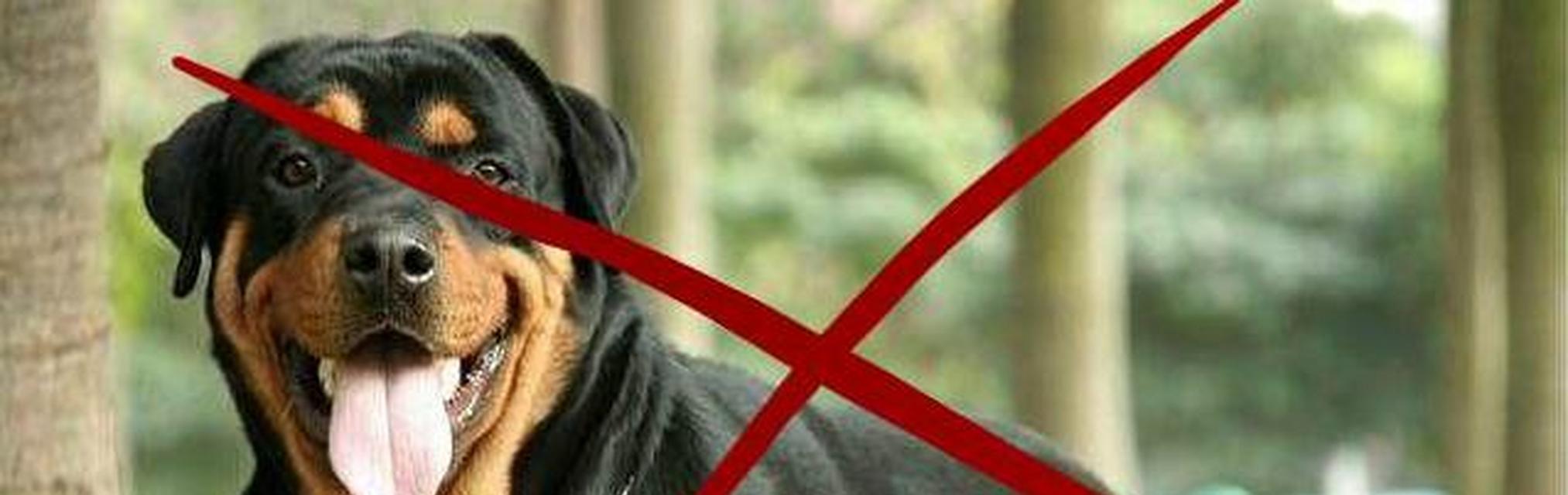 以养斗犬要注意什么？（斗犬养育指南，给你的宠物爱将带来幸福与快乐！）