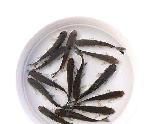 喂龙鱼的小鱼种类选择及喂养技巧（以什么小鱼为主食喂养龙鱼？）