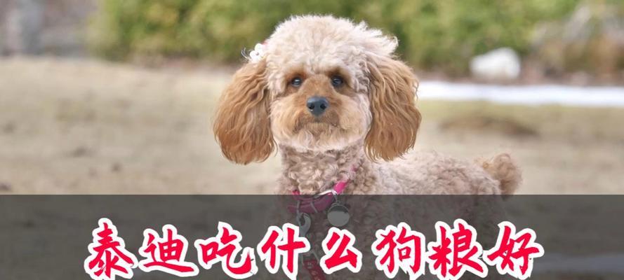 泰迪的饮食宝典（探索泰迪的美食世界，让你的宠物更健康快乐）