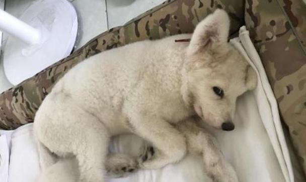揭秘幼边境狗为何一直抖？（幼边境狗抖动的原因及解决方法）