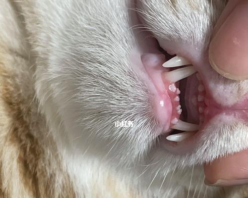 探索一岁猫牙的样子和特征（了解一岁猫牙的外观和生长过程）